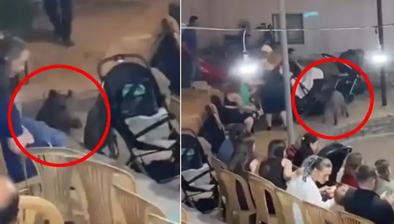Düğün Töreninde Yaban Domuzu Korkusu: Konuklar Kaçıştı!