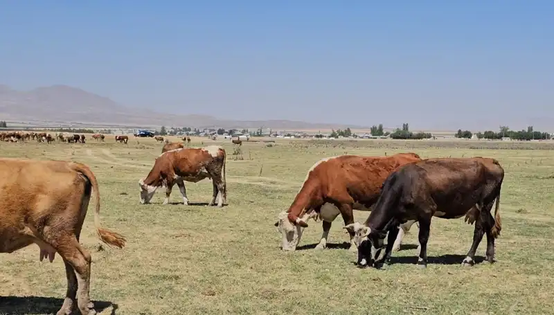 Arin Gölü'nün Kuruması: Bölgede Su Krizinin Sebepleri ve Etkileri