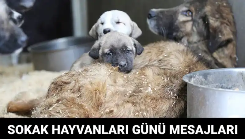 Dünya Sokak Hayvanları Günü: Sevgi ve Farkındalık İçin Bir Çağrı