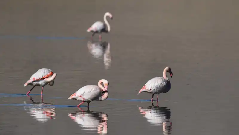 Kuraklık Flamingo Sayısını Tehdit Ediyor: Kuş Cenneti Düşüşte
