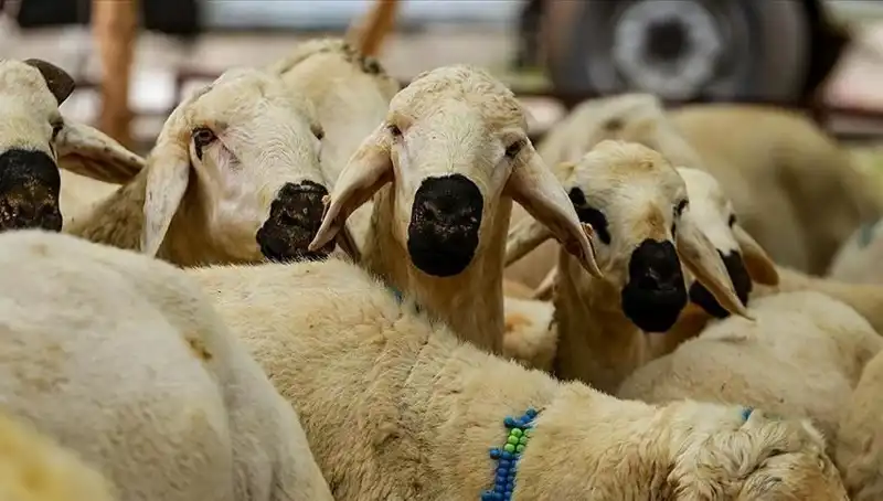Kurban Bayramı 2025: Kurban Kesmek Farz mı? İşte Cevapları