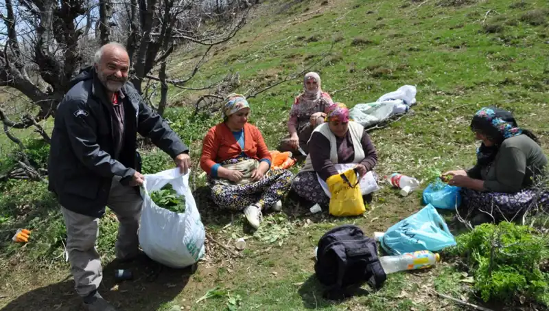 Yüzlerce Ailenin Geçim Kaynağı: Kilosu 250 Lira İçin 5 Saat Yürüyüş