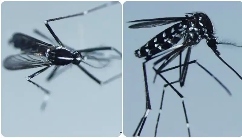Chikungunya Virüsü: Dünyayı Karşılayan Yeni Tehlike ve Belirtileri