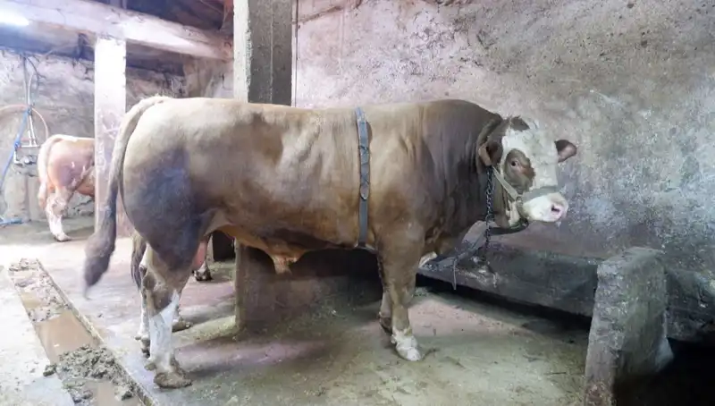 1 Ton 200 Kilogramlık Maden İhaleye Çıktı: Fiyatı Şaşırttı!