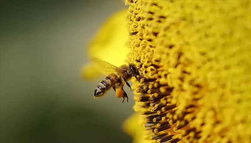 Arı Ölümlerinin Korkutucu Nedeni: Kır Çiçeklerinde Gizli Zehirler!