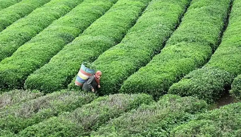 ÇAYKUR, Bayramda Yaş Çay Alımına Devam Edecek: Çiftçiler İçin Müjde!