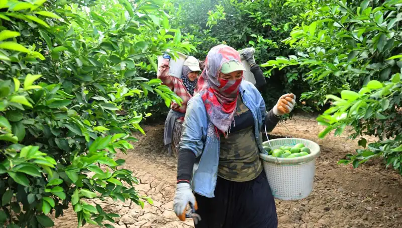 Marketlerdeki Patates Üretiminde Tarihi Hasat: Fiyatlar Düşecek mi?