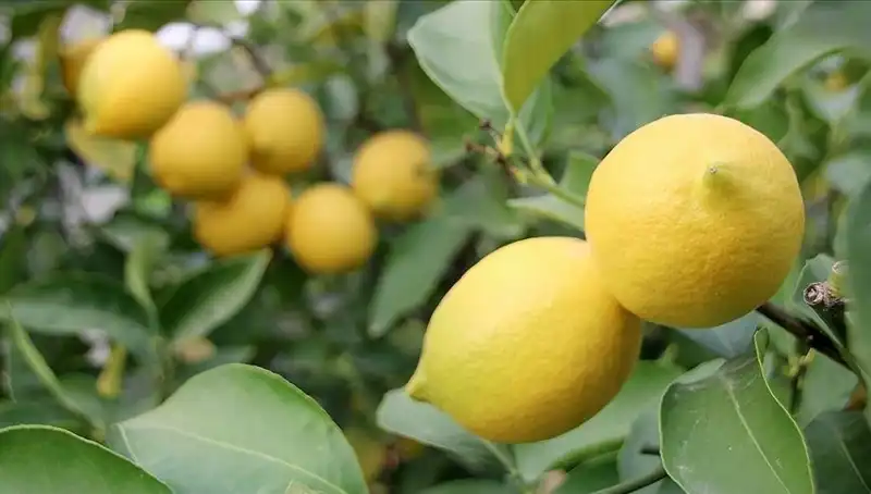 Limonun Ateşi Yükseliyor: Fiyatı 24 Lirayı Buldu!