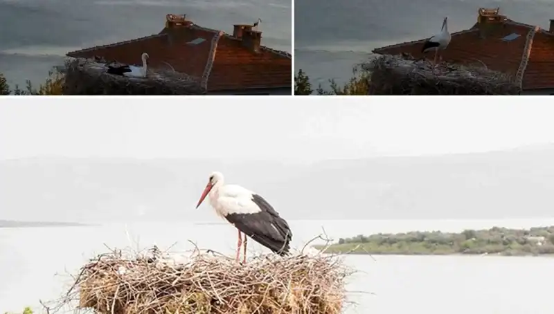 Leylek Yaren'in Depremi Önceden Hissetmesi: Doğa ile İnsan Arasındaki Bağ