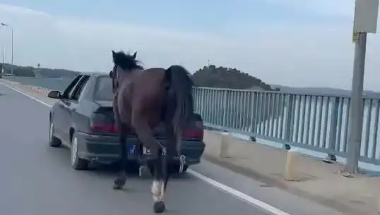 Adana'da Atlara Zulmeden Kişi Tutuklandı: Olayın Perde Arkası Ne?