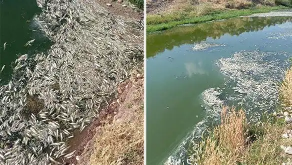 Karasu Çayı'nda Nedeni Belirsiz Balık Ölümleri: Çevre Felaketi Mi Yaşanıyor?