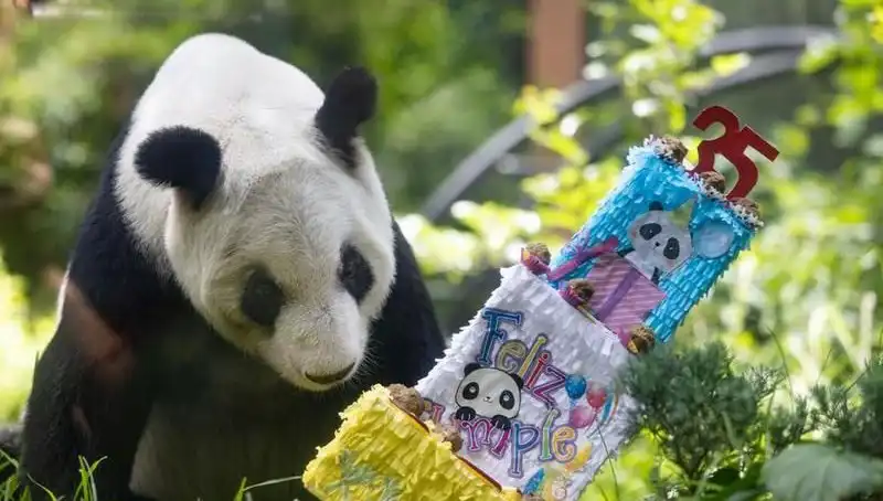 Dev Panda Xin Xin, 35 Yaşında: Kutlamalar Tüm Hızıyla Devam Ediyor