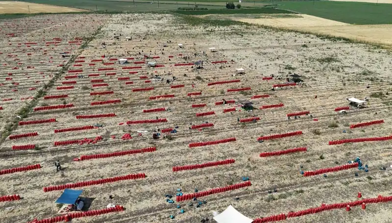 Tarlada Domates Fiyatları Düşüyor: Zorlu 40 Derece Sıcaklıkta Çiftçilerin Mücadelesi