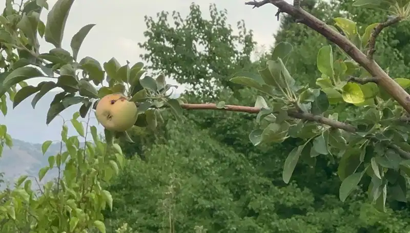Bu Yüzyılın En Sert Don Olayı: Sadece Bir Elma Yetişti