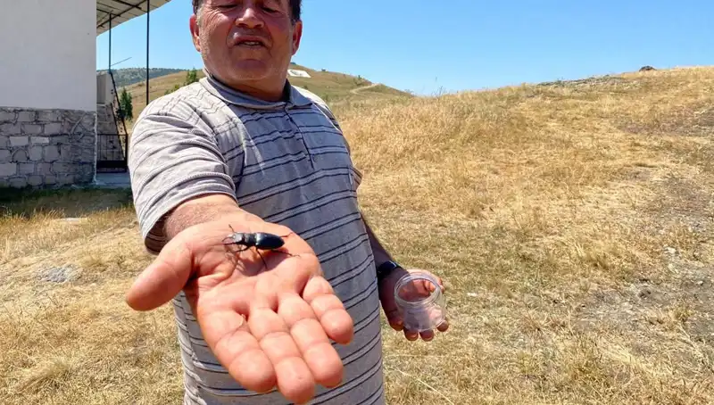 Sivas'ta Kanunları Çiğnemek: Öldürülen Bir Böcek 557 Bin TL Ceza Getirebilir!