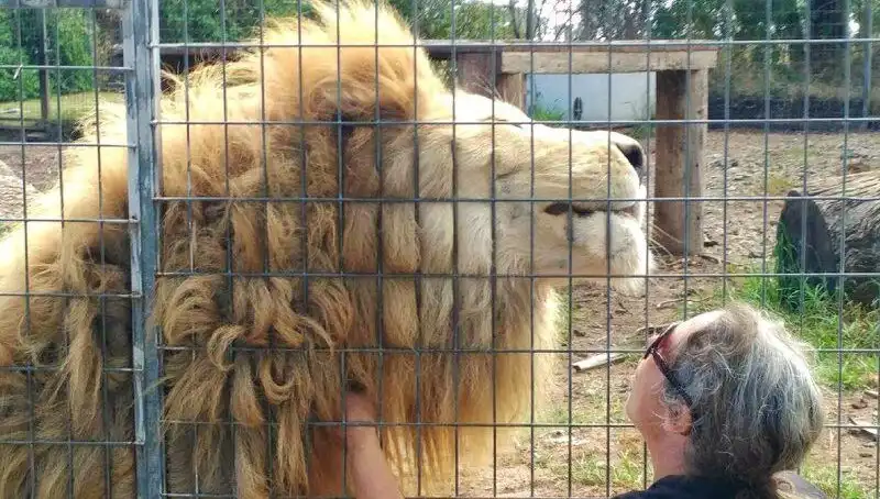 Avustralya'da Aslan Saldırısı: Kadının Kolunu Kaptı, Olay Hayret Uyandırdı