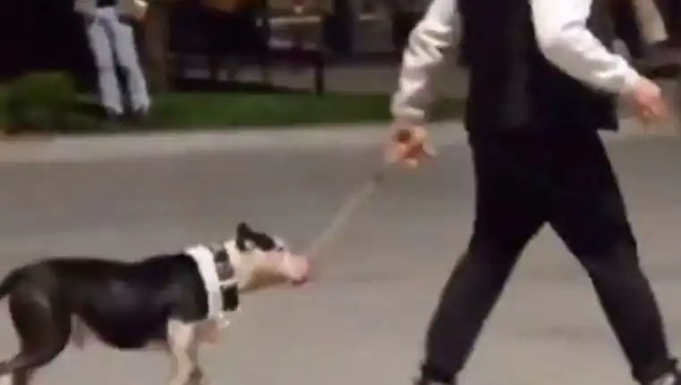 Ağızlıksız Pitbull'un Saldırısı: Sahibine Cezası Şaşırttı